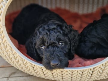 Double Doodle · Borås · Smith Labradoodles