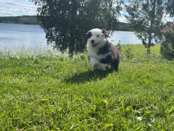 Australian shepherd · Långviksmon · Urbergets