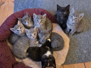 Burma/Norsk skogkatt · Lönsboda · Felicia M.