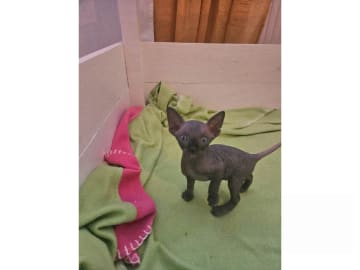 Sphynx · Hudiksvall · SE*Joy Fable