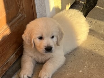 Golden retriever · Tjällmo · Ekbergarn’s  kennel