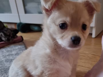 Chihuahua · Bålsta · Bålsta