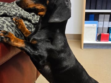 Your Choice Kennel
