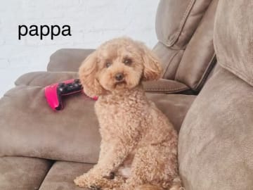 Toy Poodle · Landskrona · Yuliia K.