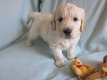Golden retriever · Blomstermåla · Guld-Fias