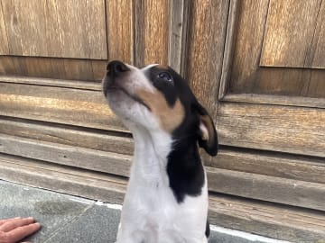 Dansk-svensk gårdhund · Hjørring · Arne Mejlhede