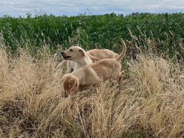 Labrador retriever · Höör · Thorondor