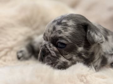 French Bulldog · Hörby · Chubby cheeks