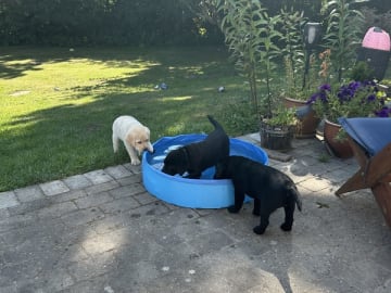 Labrador retriever · Hjallerup · Townfield's