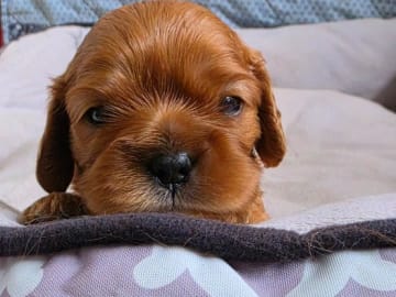 Cavalier king charles spaniel · Tenhult · Maria