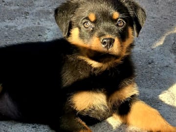 Rottweiler · Klippan · Manfield Farm