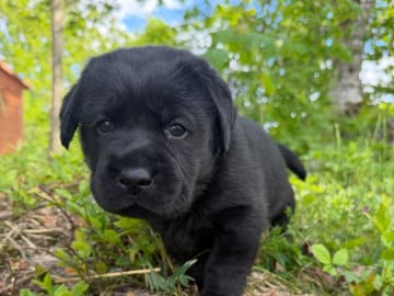 Labrador retriever · Värmdö · Kennel Eyegrip’s
