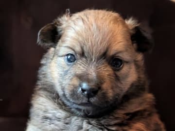 German Spitz – Mittelspitz · Luleå · Dålakungens kennel