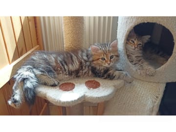 Sibirisk katt · Idkerberget · SE*Tayna Urala