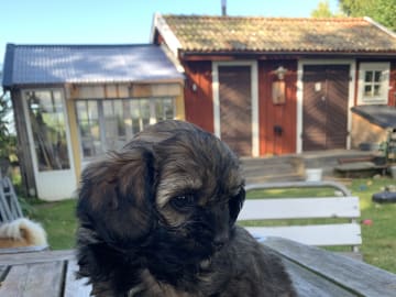 Shipoo/Pekingese · Larv · Yvonne H.