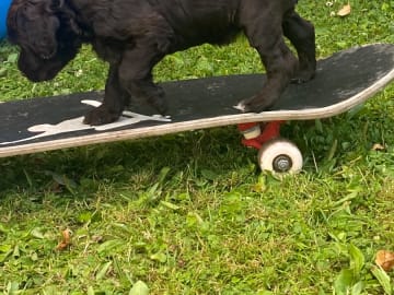 Portugisisk vattenhund · Arvika · Diva Divers
