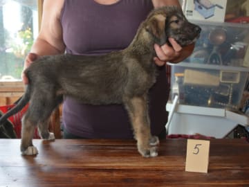 Irsk ulvehund · Stora Levene · Åkerö's