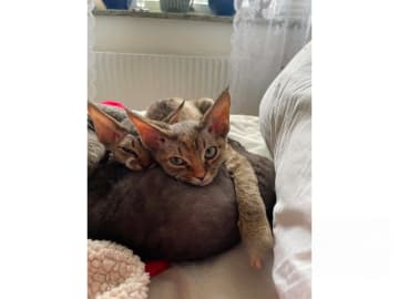 Devon Rex · Husum · S*Bonnea’s