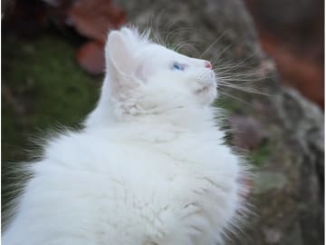 Norsk skogkatt