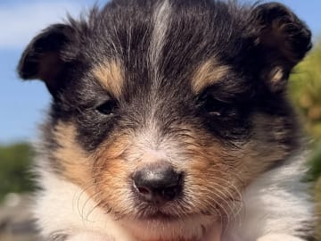 Shetland sheepdog · Jaren · Anne-Karin Scheen