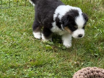 Miniature American Shepherd · Vittsjö · Kewonne
