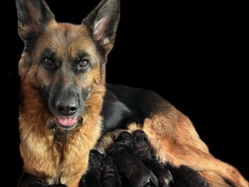 Schäferhund · Rønne · Skjoldungens