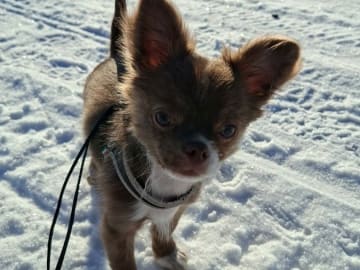 Chihuahua · Tärnsjö · Grankullaviks