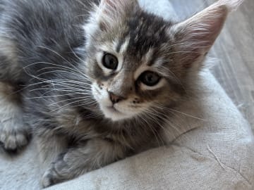 Maine Coon · Boliden · Wikslynx