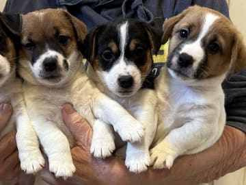 Limelight Kennels