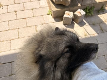 Keeshond · Nordborg · Caroline P.