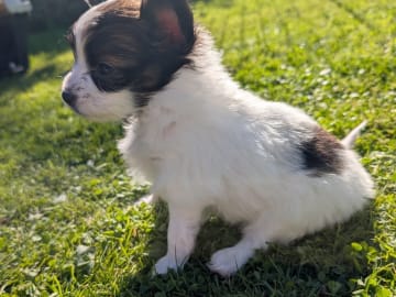 Papillon · Brastad · Bohusklippans