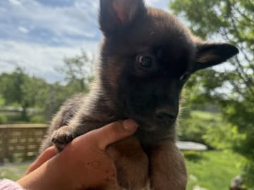 Belgian Malinois · Adelsö · Elina T.