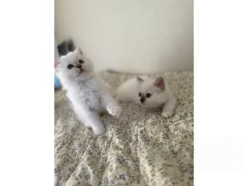 Hellig birma · Eslöv · SE*DiddlyPawsFarm