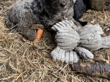 Labradoodle · Nol · Lyckliga Vovven