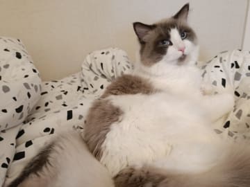 Ragdoll · Uppsala · Anna r.
