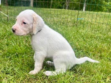 American foxhound · Boxholm · Boxholmsjägarens