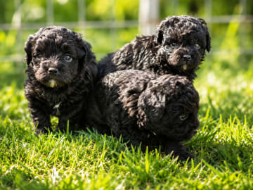 Shihpoo · Nol · Anfastebo hunduppfödning