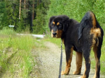 Tibetansk mastiff · Piteå · Gangs'ri Khyi