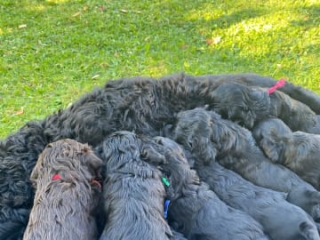 Portugisisk vattenhund · Arvika · Diva Divers