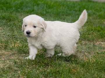 Golden retriever · Nybro · Amore Waves
