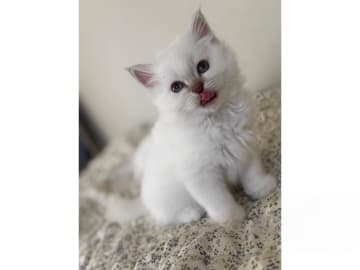 Helig birma · Eslöv · SE*DiddlyPawsFarm
