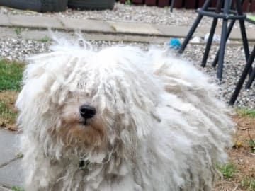 Puli · Trelleborg · Xaida'z kennel