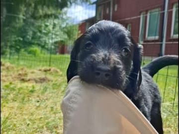 Flatcoated retriever · Uppsala · Eve's Ink