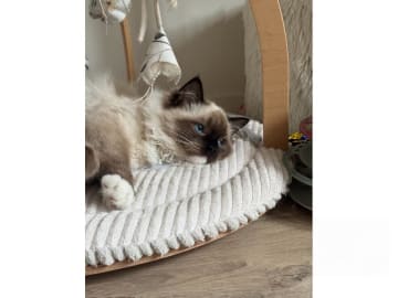 Ragdoll · Hörby · SE*Pillow Cats