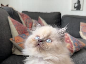Ragdoll · Varberg · Abdulelah A.