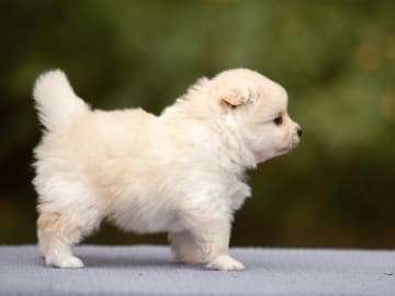 German Spitz – Mittelspitz · Enköping · Kerberos Silver
