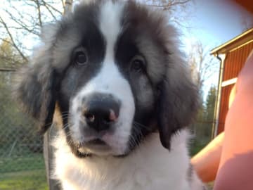 Pyreneisk mastiff · Grängesberg · Dulanilo's