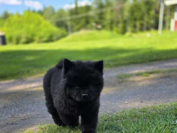 Chow chow · Deje · Shinga's