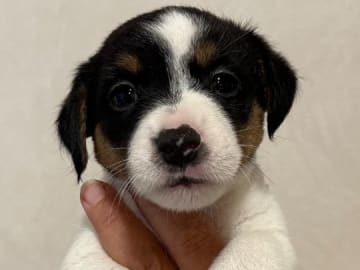 Jack Russell terrier · Knivsta · Limelight Kennels