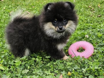Pomeranian · Enköping · Pomsik Rakaaig